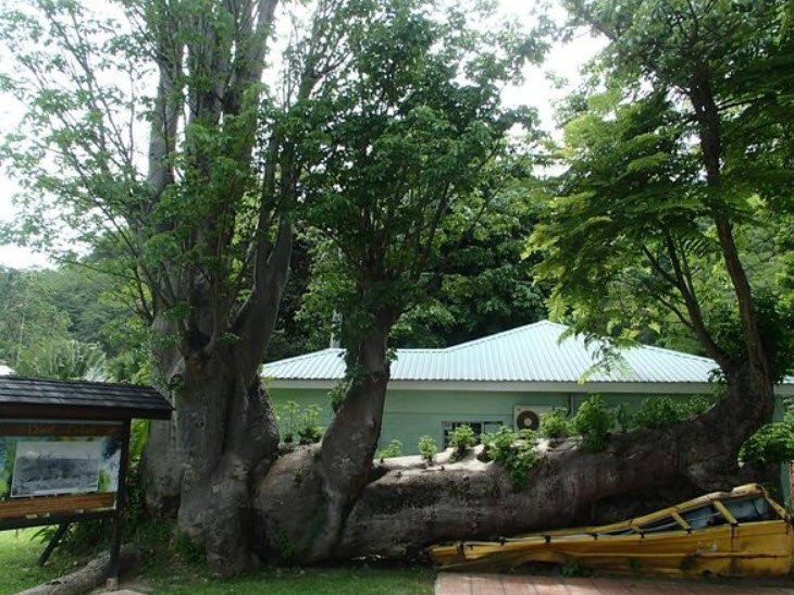 Botanic Gardens, Roseau, Saint George Parish, Dominica